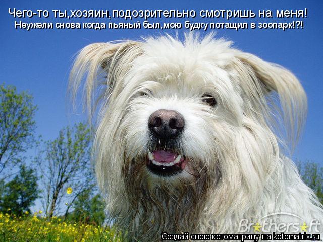 Котоматрица: Чего-то ты,хозяин,подозрительно смотришь на меня! Неужели снова когда пьяный был,мою будку потащил в зоопарк!?!