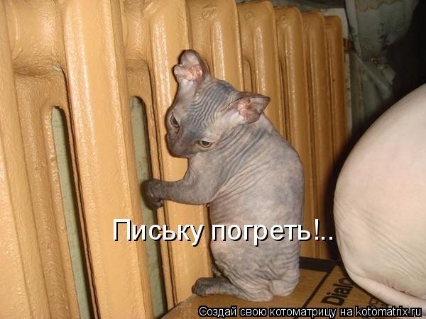 Письку погреть!..... Котоматрица: Письку погреть!..
