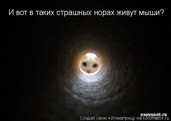 И вот в таких страшных норах живут мыши?... Котоматрица: И вот в таких страшных норах живут мыши?