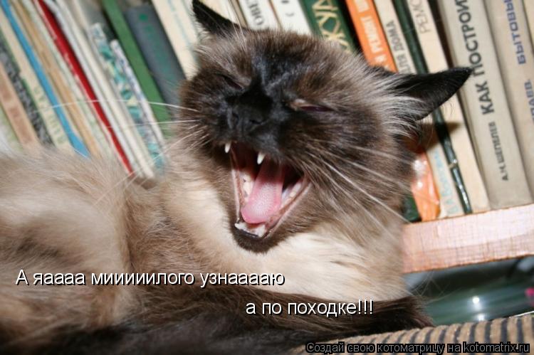 А яаааа мииииилого узнааааю а по походке!!!... Котоматрица: А яаааа мииииилого узнааааю а по походке!!!