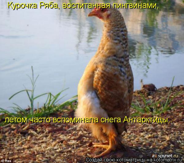 Курочка Ряба, воспитанная пингвинами, летом часто вспоминала снега Антарктиды..... Котоматрица: Курочка Ряба, воспитанная пингвинами, летом часто вспоминала снега Антарктиды..