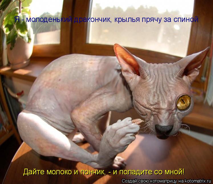 Я - молоденький дракончик, крылья прячу за спиной Дайте молоко и пончик, - и поладите со мной!... Котоматрица: Я - молоденький дракончик, крылья прячу за спиной Дайте молоко и пончик, - и поладите со мной!