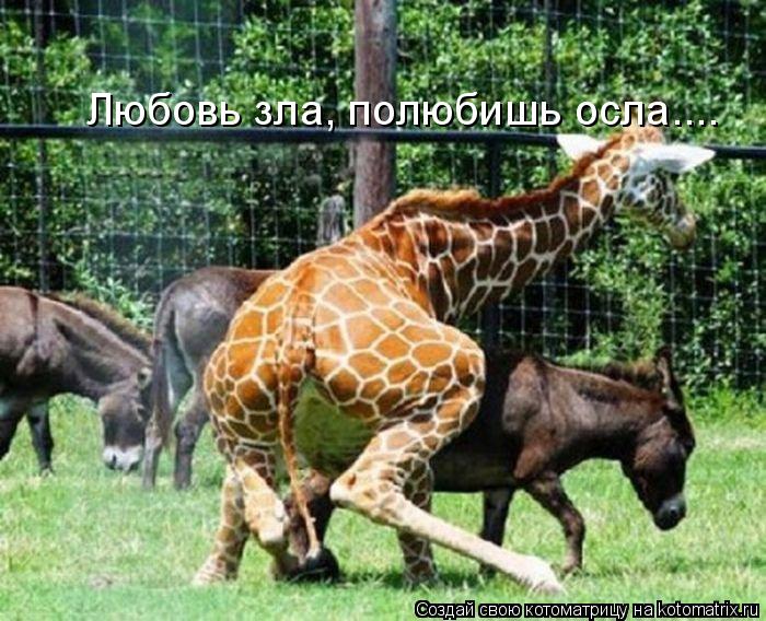 Любовь зла, полюбишь осла....... Котоматрица: Любовь зла, полюбишь осла....