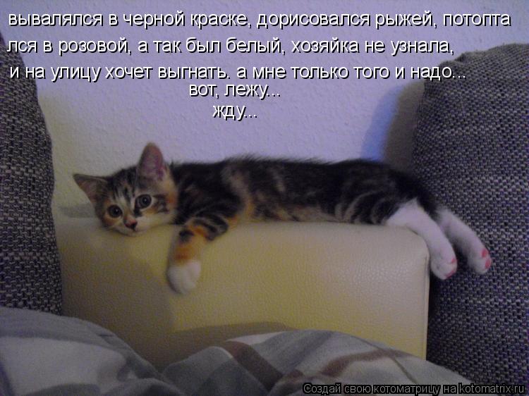 Котоматрица: вывалялся в черной краске, дорисовался рыжей, потопта лся в розовой, а так был белый, хозяйка не узнала, и на улицу хочет выгнать. а мне тольк