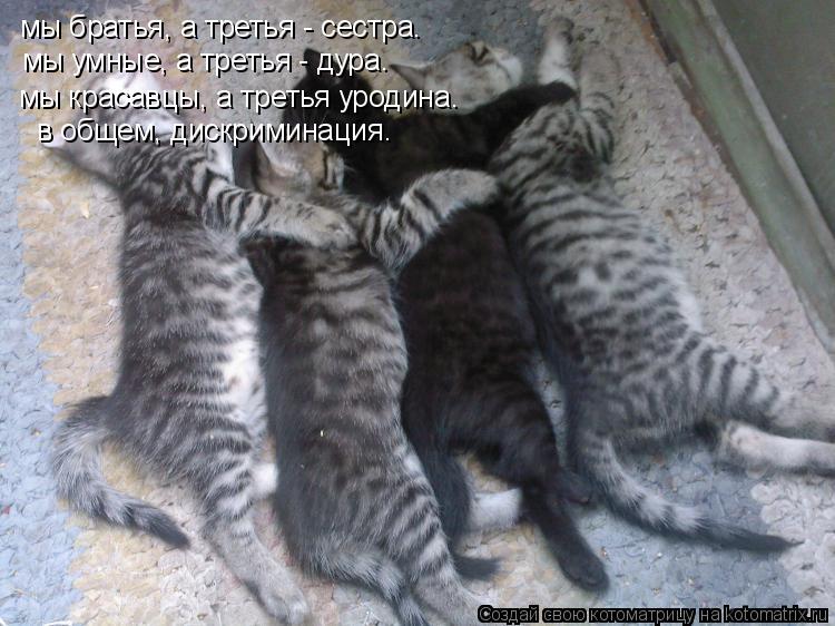 Котоматрица: мы братья, а третья - сестра. мы умные, а третья - дура. мы красавцы, а третья уродина. в общем, дискриминация.