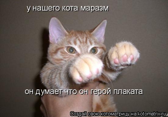 Котоматрица: у нашего кота маразм он думает что он герой плаката