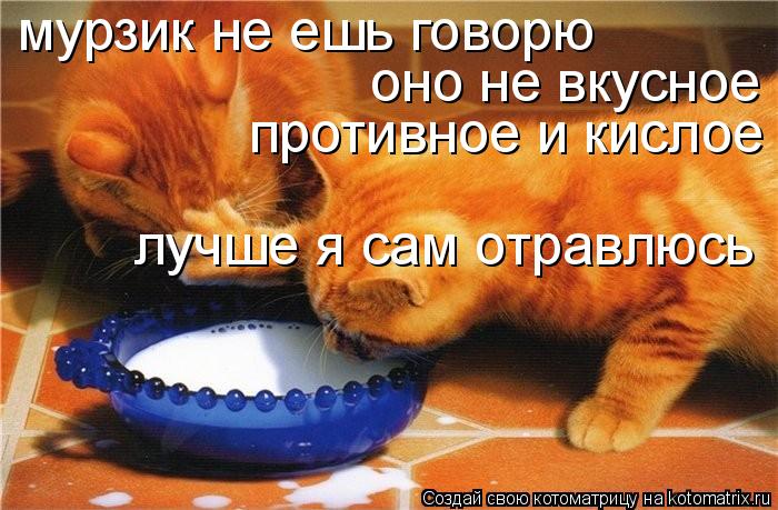Котоматрица: мурзик не ешь говорю оно не вкусное противное и кислое лучше я сам отравлюсь