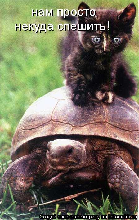 Котоматрица: нам просто некуда спешить!
