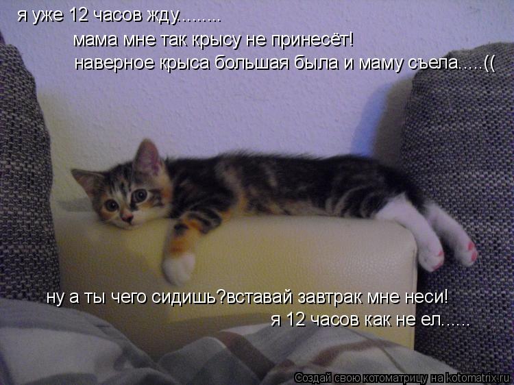 Котоматрица: я уже 12 часов жду......... мама мне так крысу не принесёт! наверное крыса большая была и маму съела.....(( ну а ты чего сидишь?вставай завтрак мне не