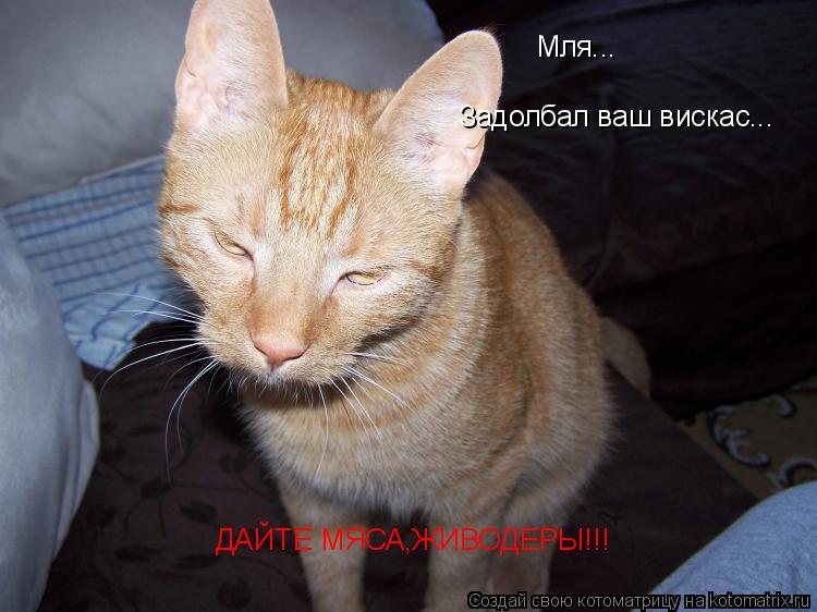 Котоматрица: Мля... Задолбал ваш вискас... ДАЙТЕ МЯСА,ЖИВОДЕРЫ!!!