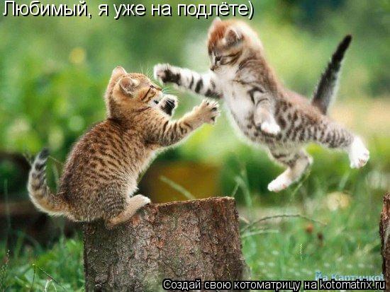 Котоматрица: Любимый, я уже на подлёте)