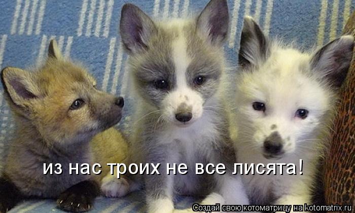 Котоматрица: из нас троих не все лисята!