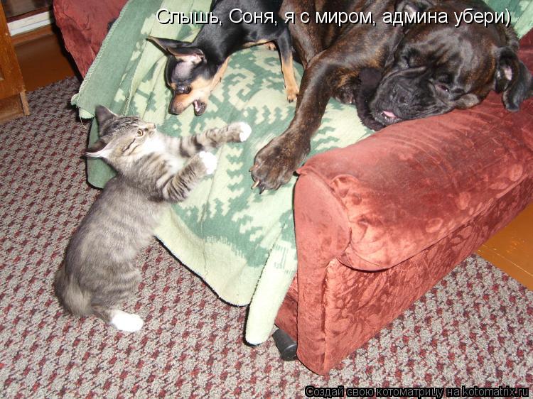Котоматрица: Слышь, Соня, я с миром, админа убери)