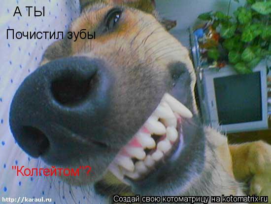 А ТЫ Почистил зубы "Колгейтом"?... Котоматрица: А ТЫ Почистил зубы "Колгейтом"?