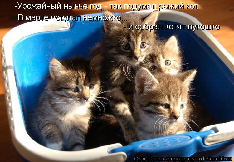 -Урожайный нынче год,- так подумал рыжий кот. В марте погулял немножко... - и собрал котят лукошко... Котоматрица: -Урожайный нынче год,- так подумал рыжий кот. В марте погулял немножко... - и собрал котят лукошко