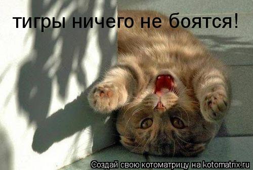 тигры ничего не боятся!... Котоматрица: тигры ничего не боятся!