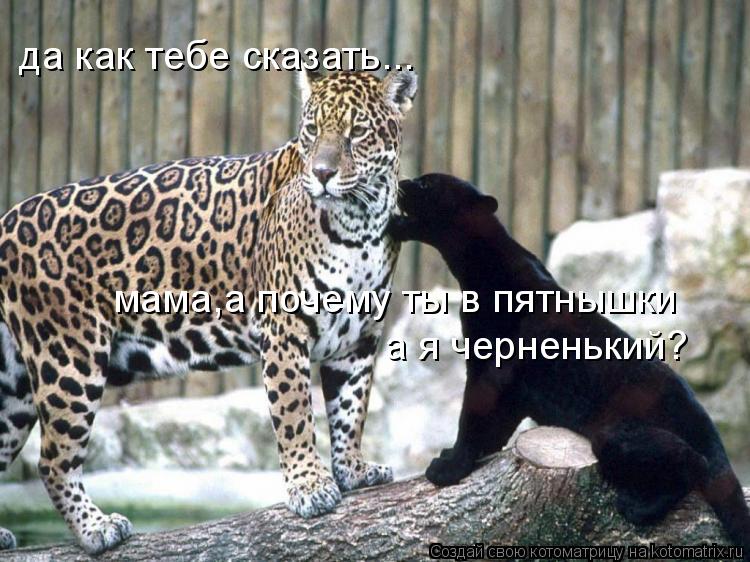 мама,а почему ты в пятнышки а я черненький? да как тебе сказать...... Котоматрица: мама,а почему ты в пятнышки а я черненький? да как тебе сказать...