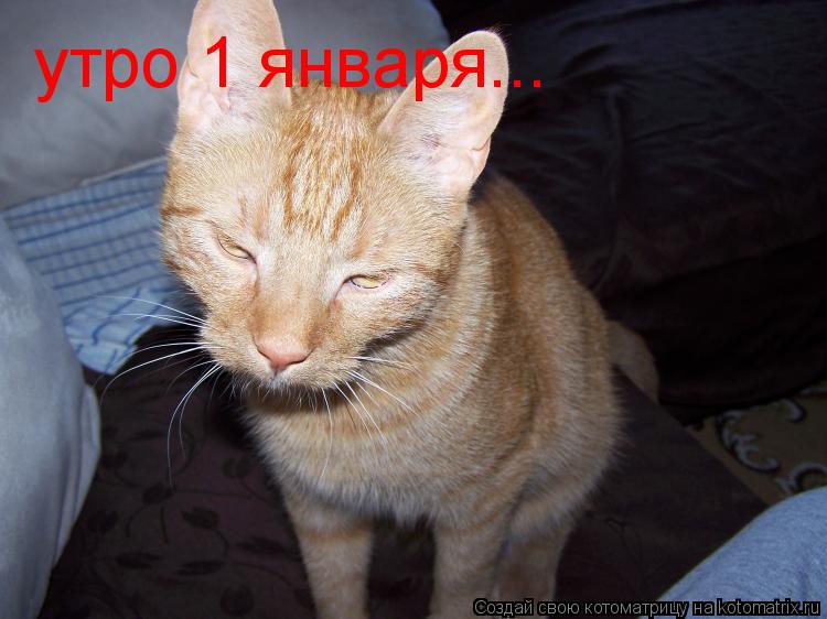 утро 1 января...... Котоматрица: утро 1 января...