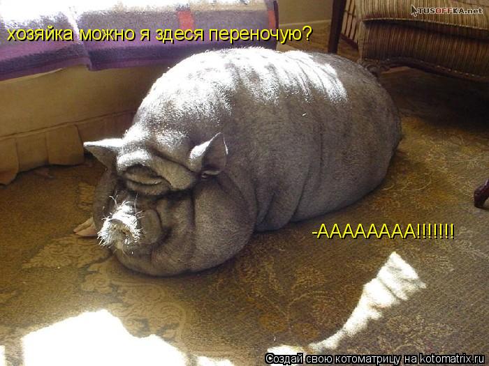 хозяйка можно я здеся переночую? -АААААААА!!!!!!!... Котоматрица: хозяйка можно я здеся переночую? -АААААААА!!!!!!!