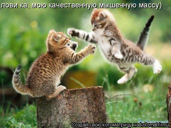 лови ка, мою качественную мышечную массу)... Котоматрица: лови ка, мою качественную мышечную массу)