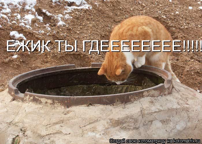 ЕЖИК ТЫ ГДЕЕЕЕЕЕЕЕ!!!!!!!... Котоматрица: ЕЖИК ТЫ ГДЕЕЕЕЕЕЕЕ!!!!!!!