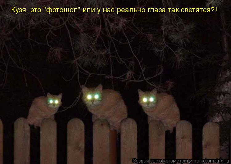 Кузя, это "фотошоп" или у нас реально глаза так светятся?!... Котоматрица: Кузя, это "фотошоп" или у нас реально глаза так светятся?!