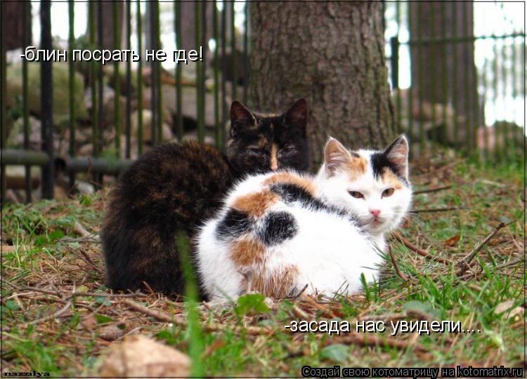 -засада нас увидели.... -блин посрать не где!... Котоматрица: -засада нас увидели.... -блин посрать не где!