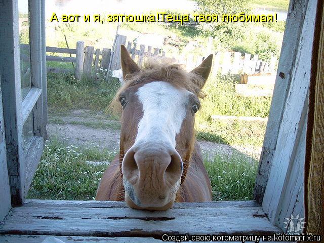 А вот и я, зятюшка!Теща твоя любимая!... Котоматрица: А вот и я, зятюшка!Теща твоя любимая!