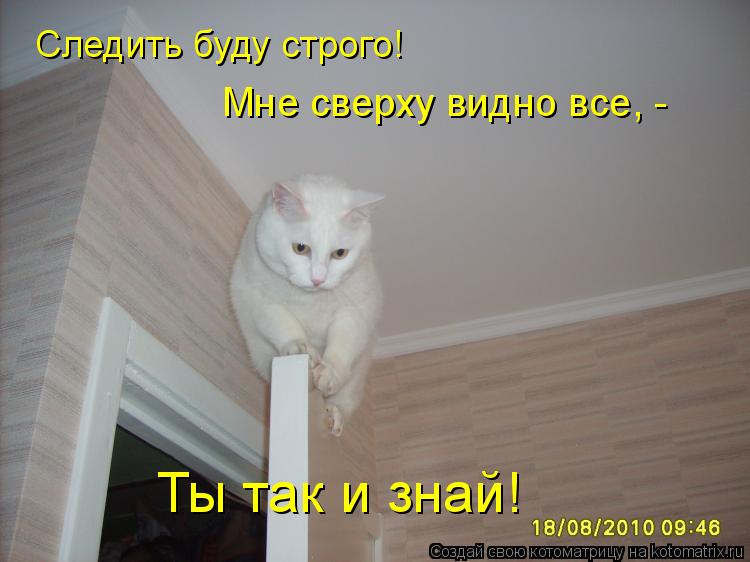 Следить буду строго! Мне сверху видно все, - Ты так и знай!... Котоматрица: Следить буду строго! Мне сверху видно все, - Ты так и знай!