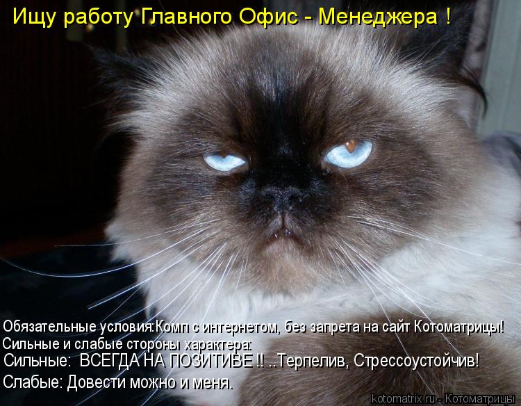Ищу работу Главного Офис - Менеджера ! Обязательные условия:Комп с интернетом, без запрета на сайт Ко... Котоматрица: Ищу работу Главного Офис - Менеджера ! Обязательные условия:Комп с интернетом, без запрета на сайт Котоматрицы! Сильные: ВСЕГДА НА ПОЗИТИВЕ