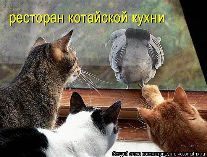 ресторан котайской кухни... Котоматрица: ресторан котайской кухни