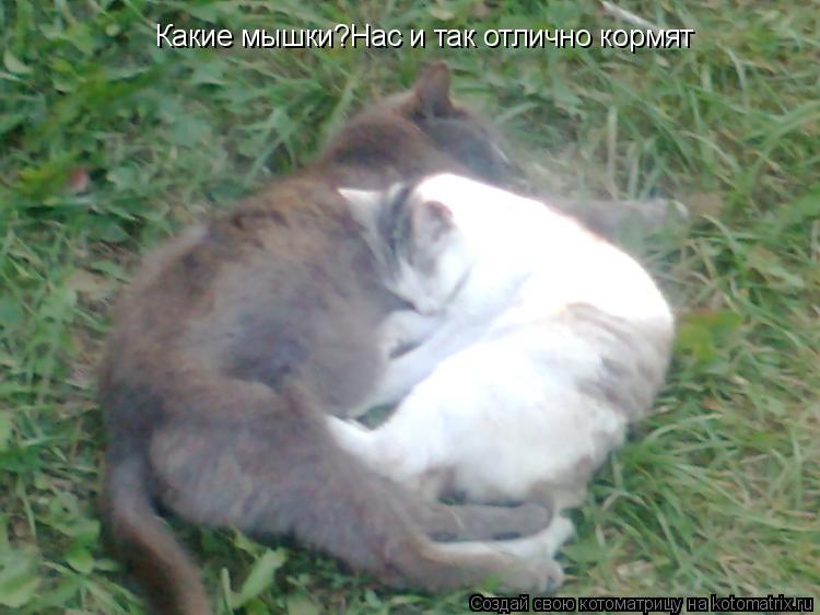 Какие мышки?Нас и так отлично кормят... Котоматрица: Какие мышки?Нас и так отлично кормят