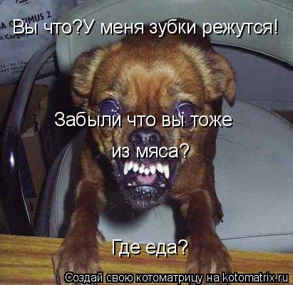 Вы что?У меня зубки режутся! Где еда? Забыли что вы тоже из мяса?... Котоматрица: Вы что?У меня зубки режутся! Где еда? Забыли что вы тоже из мяса?