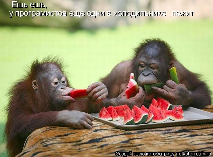 Ешь ешь, у програмистов еще одни в холодильнике лежит... Котоматрица: Ешь ешь, у програмистов еще одни в холодильнике лежит