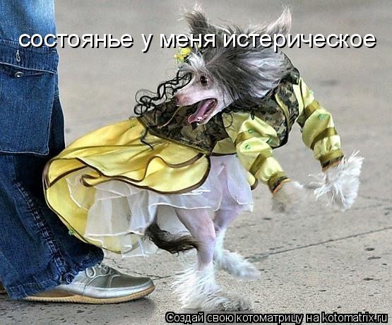 состоянье у меня истерическое... Котоматрица: состоянье у меня истерическое