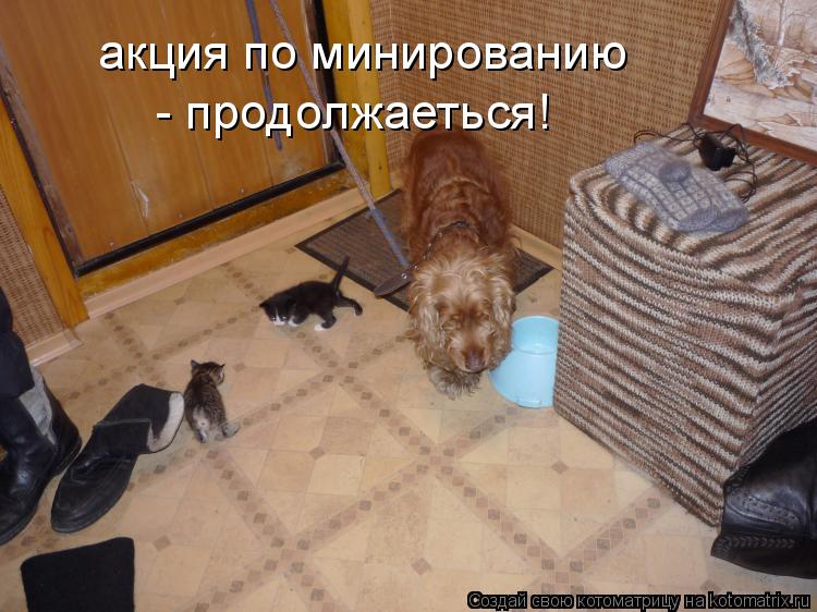 акция по минированию - продолжаеться!... Котоматрица: акция по минированию - продолжаеться!