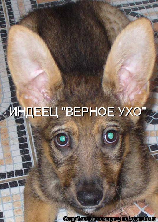ИНДЕЕЦ "ВЕРНОЕ УХО"... Котоматрица: ИНДЕЕЦ "ВЕРНОЕ УХО"