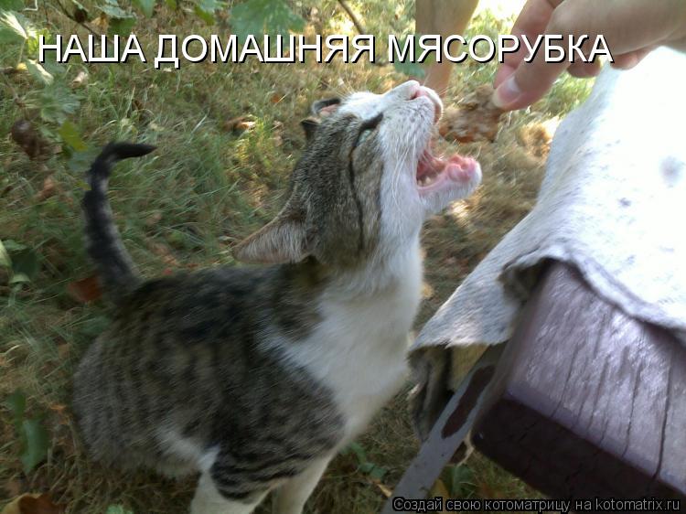 НАША ДОМАШНЯЯ МЯСОРУБКА... Котоматрица: НАША ДОМАШНЯЯ МЯСОРУБКА