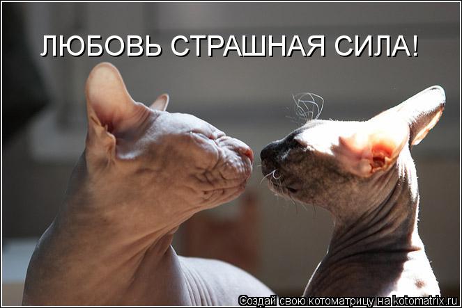 ЛЮБОВЬ СТРАШНАЯ СИЛА!... Котоматрица: ЛЮБОВЬ СТРАШНАЯ СИЛА!