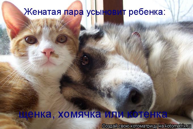 Женатая пара усыновит ребенка: щенка, хомячка или котенка... Котоматрица: Женатая пара усыновит ребенка: щенка, хомячка или котенка