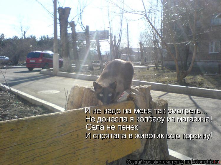 И не надо на меня так смотреть... Не донесла я колбасу из магазина! Села не пенёк И спрятала в животи... Котоматрица: И не надо на меня так смотреть... Не донесла я колбасу из магазина! Села не пенёк И спрятала в животик всю корзину!