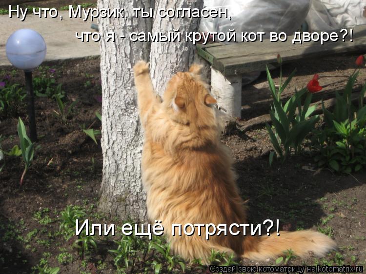 Ну что, Мурзик, ты согласен, что я - самый крутой кот во дворе?! Или ещё потрясти?!... Котоматрица: Ну что, Мурзик, ты согласен, что я - самый крутой кот во дворе?! Или ещё потрясти?!