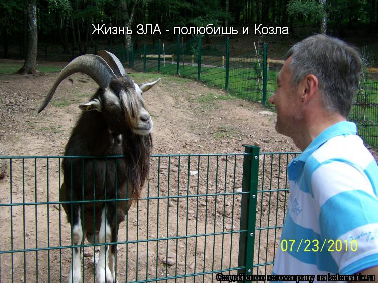 Жизнь ЗЛА - полюбишь и Козла... Котоматрица: Жизнь ЗЛА - полюбишь и Козла