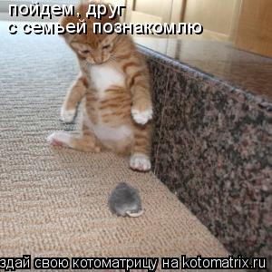 пойдем, друг с семьей познакомлю... Котоматрица: пойдем, друг с семьей познакомлю