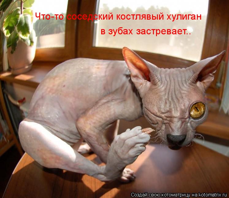 Что-то соседский костлявый хулиган в зубах застревает..... Котоматрица: Что-то соседский костлявый хулиган в зубах застревает..