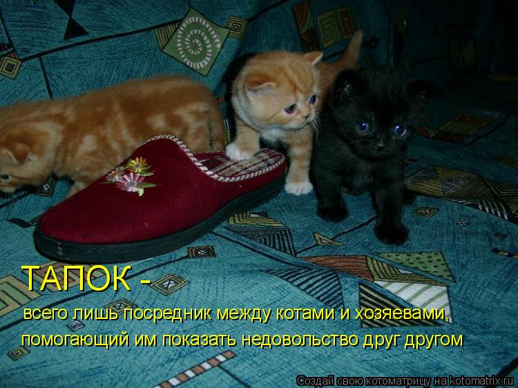 ТАПОК - всего лишь посредник между котами и хозяевами, помогающий им показать недовольство друг друг... Котоматрица: ТАПОК - всего лишь посредник между котами и хозяевами, помогающий им показать недовольство друг другом