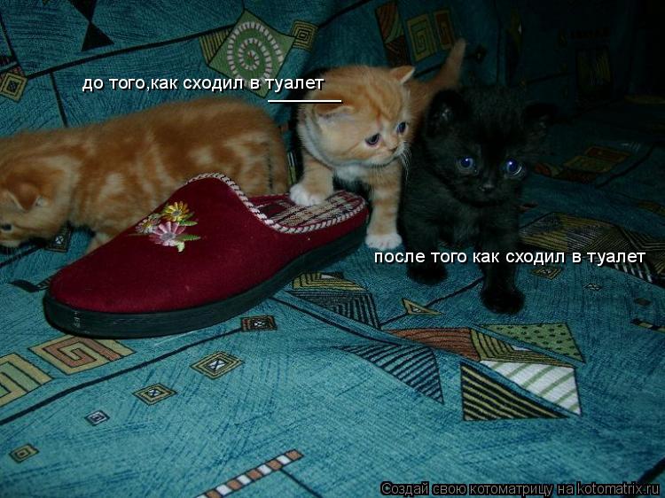 до того,как сходил в туалет _______ после того как сходил в туалет... Котоматрица: до того,как сходил в туалет _______ после того как сходил в туалет