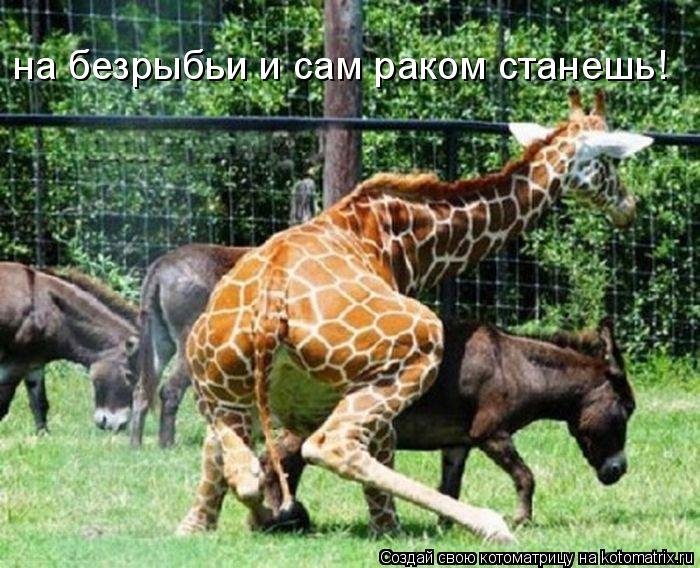 на безрыбьи и сам раком станешь!... Котоматрица: на безрыбьи и сам раком станешь!