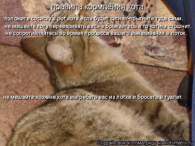 правила кормления кота. положите сосиску в рот кота.если будет сигнал-прыгните туда сами. не мешайте ... Котоматрица: правила кормления кота. положите сосиску в рот кота.если будет сигнал-прыгните туда сами. не мешайте коту переваривать вас.не брыкайтесь.а