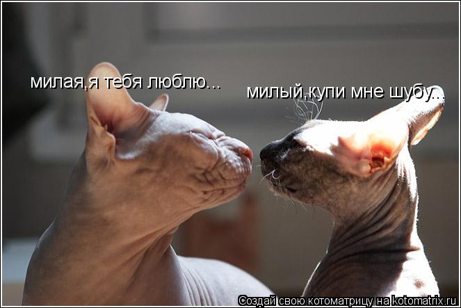 милая,я тебя люблю... милый,купи мне шубу...... Котоматрица: милая,я тебя люблю... милый,купи мне шубу...